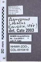 Etikette zu Agrypnus laxatus (NHMW-ZOO-COL-0010419)